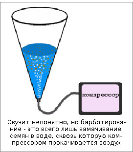 Как да покълнат kanoplya