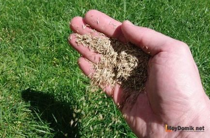 Как да се сеят всички морава трева