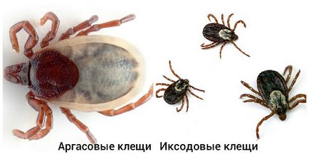 Тя изглежда като кърлежи по главата Тя изглежда като кърлежи по главата