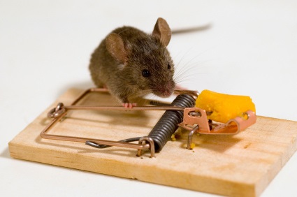 Как да се отървем от мишки