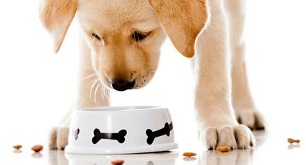 Как да се хранят правилно кученце