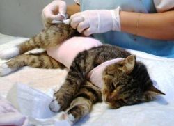 Кастрационни котки грижи след операция