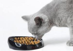 Мога ли да се хранят котката само суха храна