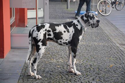 Всички германски породи кучета