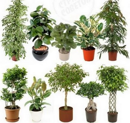 Ficus реколтата си