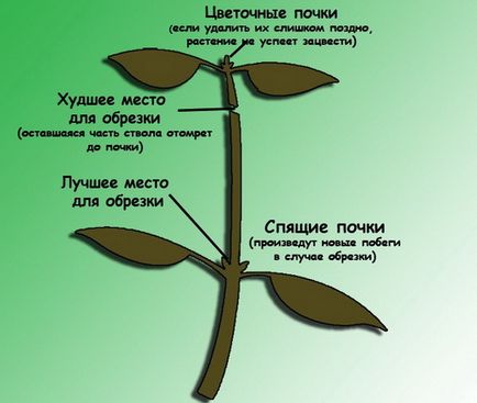 Ficus реколтата си