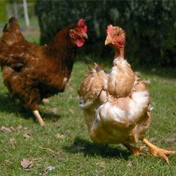 Защо пилета кълвяха пиле