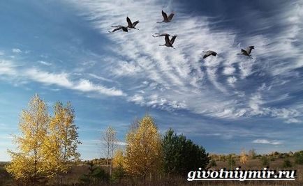 Защо птиците летят през есента