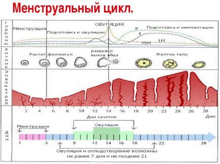 Защо може да забави менструация