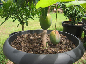 Ние растем манго у дома