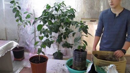 Кафе арабика грижи у дома Кафе арабика грижи у дома