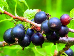 френско грозде разсад