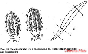 Като имам кактус