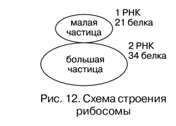 Това се синтезира върху рибозомите