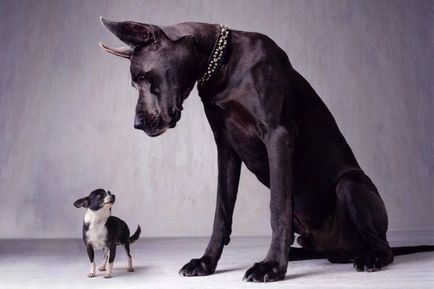 Най-големите породи кучета