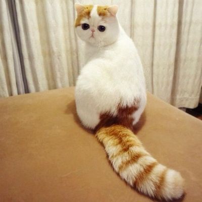 nyashnye котка
