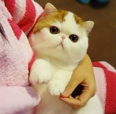 nyashnye котка