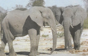 Слонът като човек