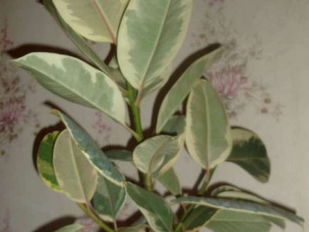 Ficus реколтата си