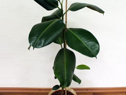 Ficus реколтата си