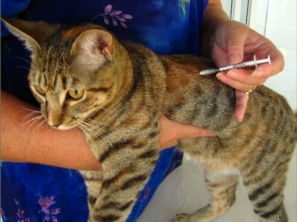 Кастрационни котки грижи след операция