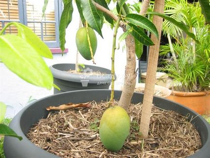 Ние растем манго у дома