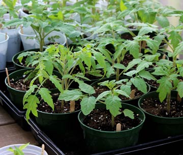 Как да засадят домати и кога