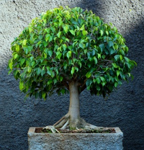 Ficus реколтата си