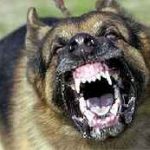 Fall зъби при кучета