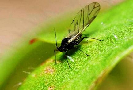 Алергия към мушици, които симптомите и как да се отнасяме
