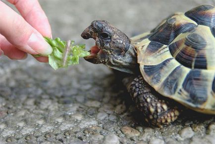 Какво мога да ям костенурка
