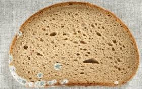Как плесенясал хляб