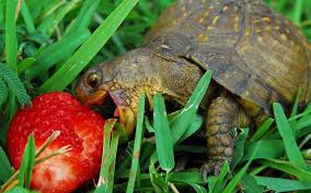 Какво мога да ям костенурка
