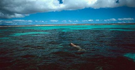 Каква е Dugong