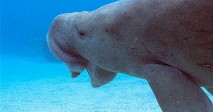 Каква е Dugong