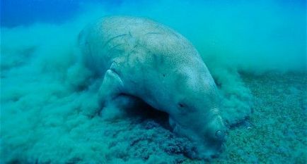 Каква е Dugong