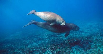 Каква е Dugong