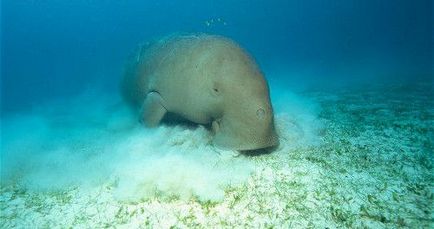 Каква е Dugong