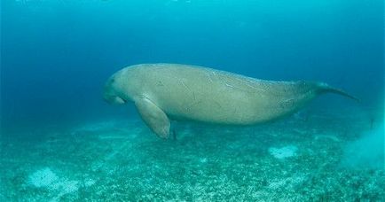 Каква е Dugong