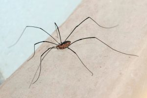 Домашни паяци как да се отървете от паяци в апартамента