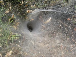Защо се страхуват паяци
