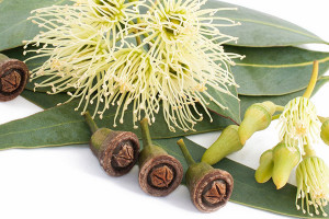 Eucalyptus употреба от съществено значение масло, полезни свойства, цена
