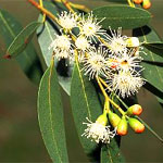 Eucalyptus масло състав, използване и свойства на етерично масло от евкалипт