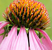 Echinacea полезни свойства и състав на Echinacea
