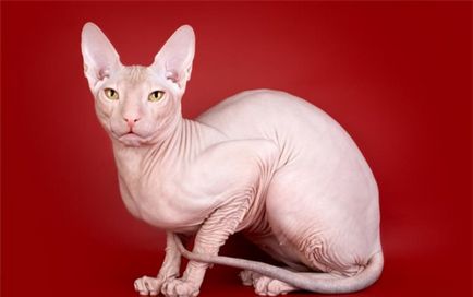 Sphynx породи котки