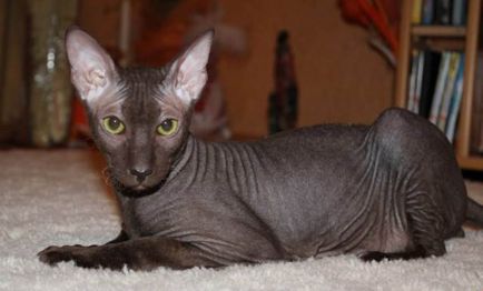 Sphynx породи котки