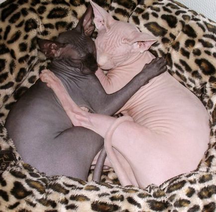 Sphynx породи котки