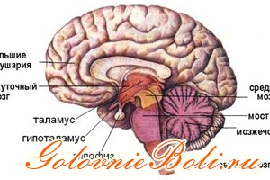 хипофизната жлеза на мозъка, че е