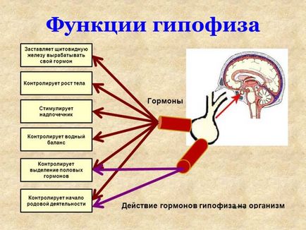 хипофизната жлеза на мозъка, че е