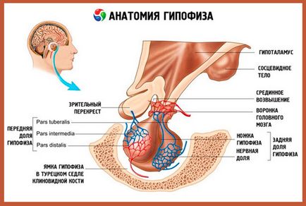 хипофизната жлеза на мозъка, че е